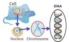 遗传算法GA详解（Python实现代码）