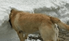 B VS 树搜索程序，插入和删除操作