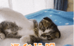 面试官：你先实现个 CountDown 计时器组件吧！